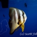 batfish_longfin_lk_h_0705_png1209.jpg